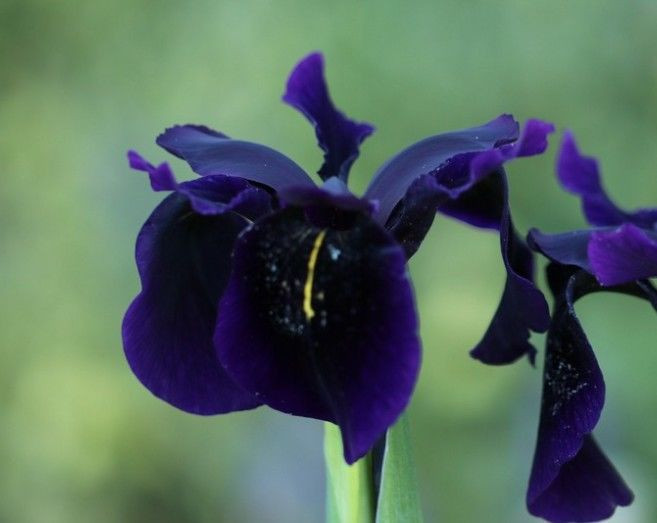 Iris chrysographes 'Black' 1.5L