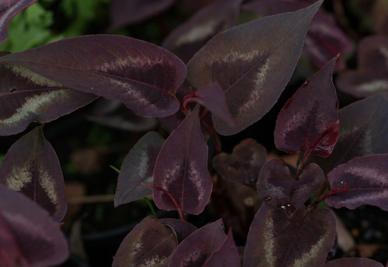 Persicaria 'Red Dragon' 1.5L