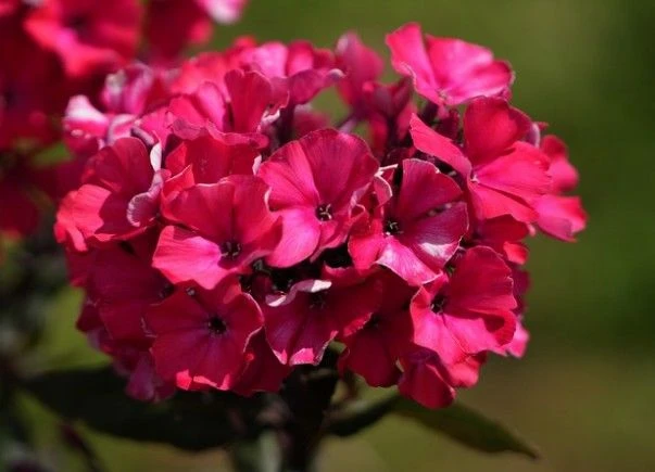 Phlox 'Starfire' 1.5L