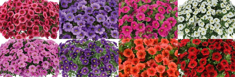 Calibrachoa 'Calibri' 1L