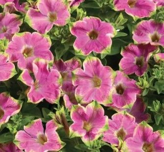 Petunia 'Pink Macaw' 1L