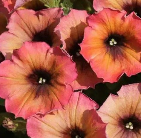 Petunia 'Arizona Sky' 1L