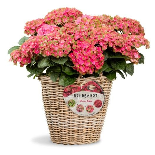 Hydrangea Rembrandts 'Rosso Gl 17cm