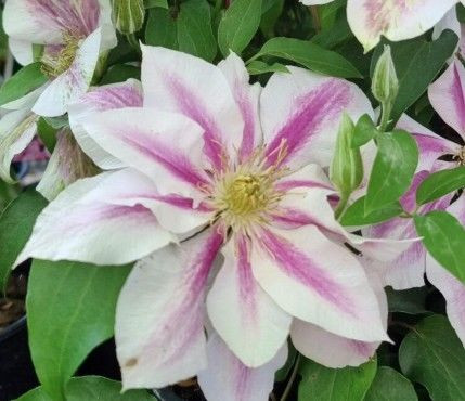 Clematis 'Elsa Spath' 3.5L (1202240) 3.5L (1202245) 3.5L