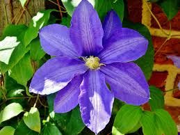Clematis 'Elsa Spath' 3.5L (1202240) 3.5L (1202245) 3.5L