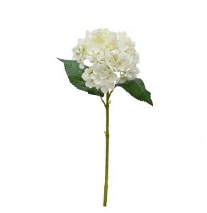 Hydrangea - Juliette White