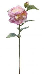 Peony - Homestead Lilac