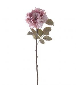Peony - Regency Dusty Rose