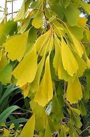 Ginkgo biloba 'Saratoga' 35L