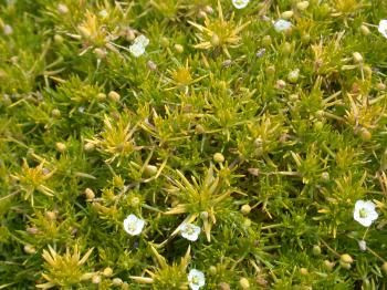 Arenaria caespitosa 'Aurea' 2.5L