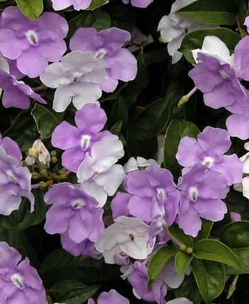 Brunfelsia 'Summer Sensation' 3.3L