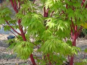Acer palmatum 'Senkaki' 6L (60971) 2L