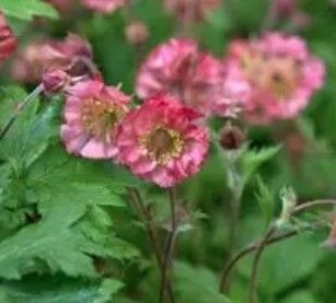 Geum 'Bell Bank' 1.3L