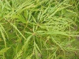 Acer p d 'Viridis' - Multi LW 6L