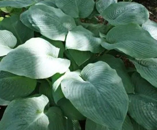 Hosta 'Blue Mammoth' 2.5L