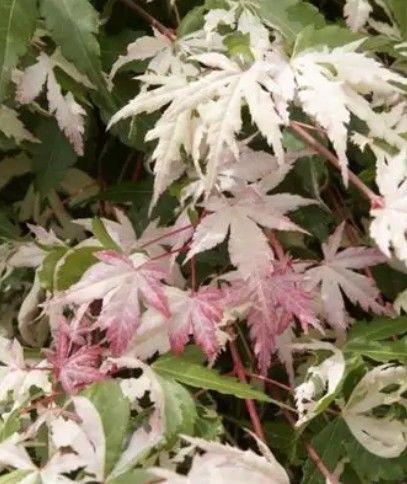 Acer p 'Asahi-zuru' - Patio 2L