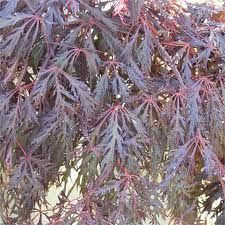 Acer p d 'Crimson Princess' -  6L