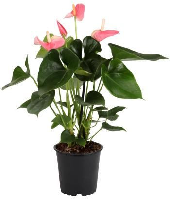 Anthurium 'Sweet Leny' 15cm