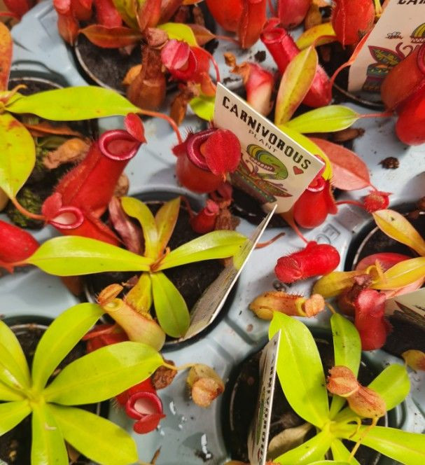 Carnivorous 'Assorted' 7cm