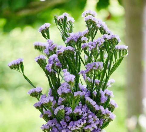 Limonium 'Angel Wings Pastel L 2L
