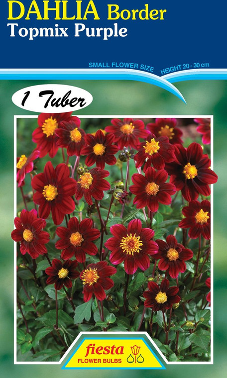 Dahlia Border 'Top Mix Purple'