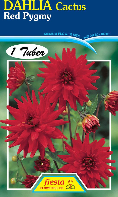 Dahlia Cactus 'Red Pygmy'