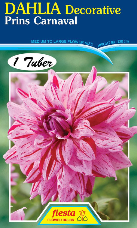 Dahlia Decorative 'Prins Carna