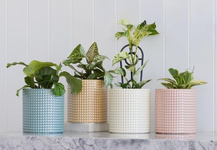 Pot - Bella Green 15.5cm