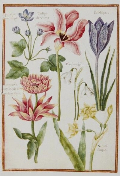 Card - Flower Study
