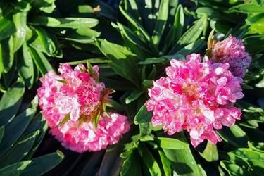 Armeria 'Armazing Little Sweet 1.5L