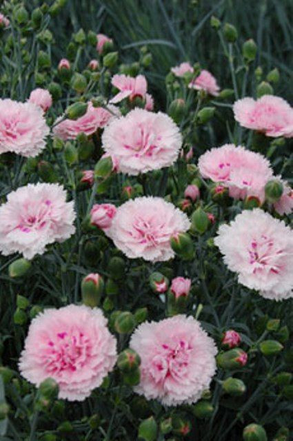 Dianthus 'Candyfloss' 1L