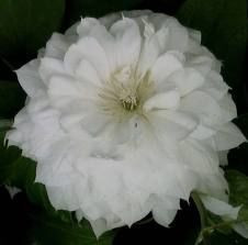Clematis 'Duchess of Edinburgh 3.5L