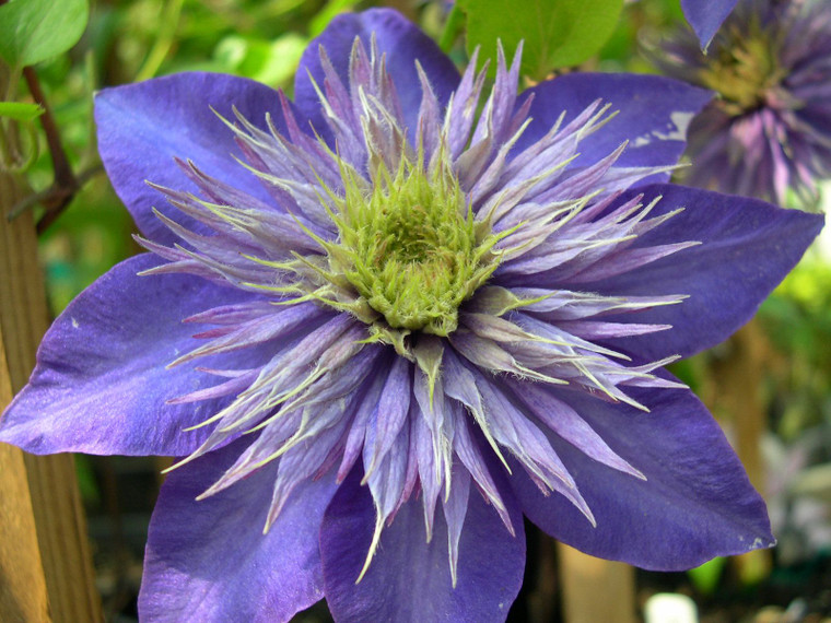 Clematis 'Multi Blue' 3.5L