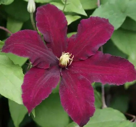 Clematis 'Niobe' 3.5L