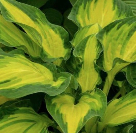 Hosta 'Happy Dayz' 9cm