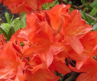 Azalea mollis 'Mollie' 4.7L