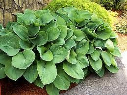 Hosta 'Sum & Substance' 2L