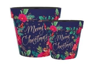 Pot - Zest Blue Poinsettia 15c