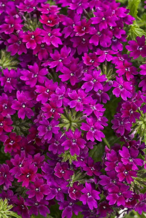 Verbena Royale 'Plum Wine' 1.5L