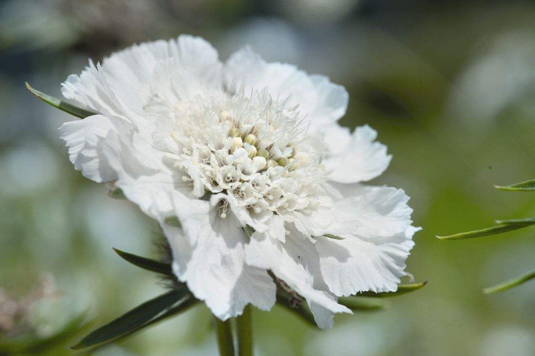Scabiosa caucasica 'Fama White 14cm