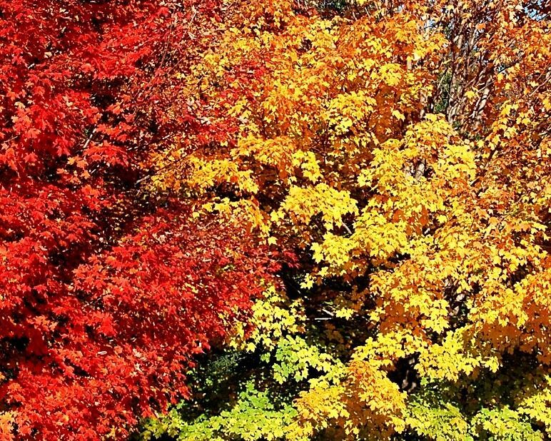 Deciduous Trees Deciduous Trees