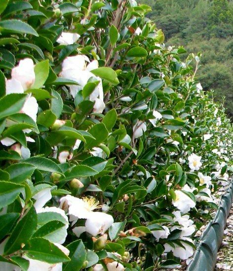 Flowering Hedge