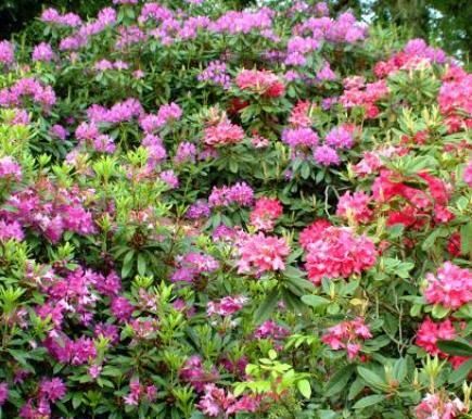 Rhododendron Rhododendron