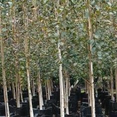 Specimen Trees Specimen Trees