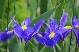 Dutch Iris