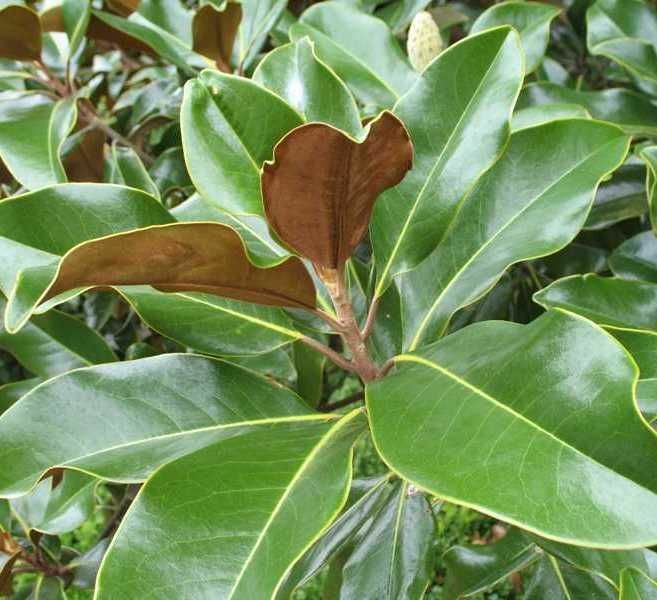 Evergreen Trees Evergreen Trees