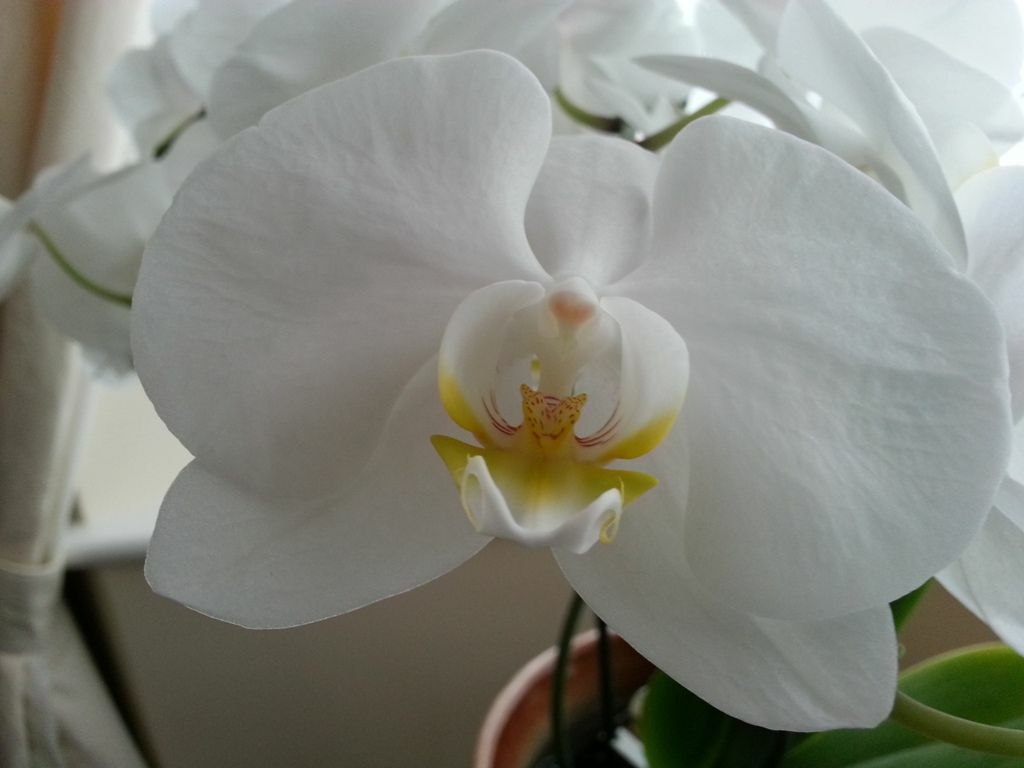 House Plants House Plants