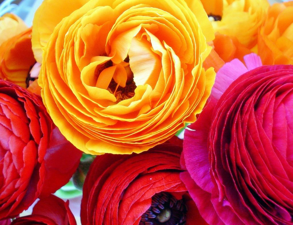 Ranunculus