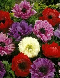 Anemones