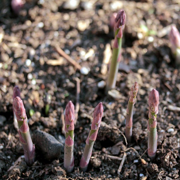 Asparagus Asparagus